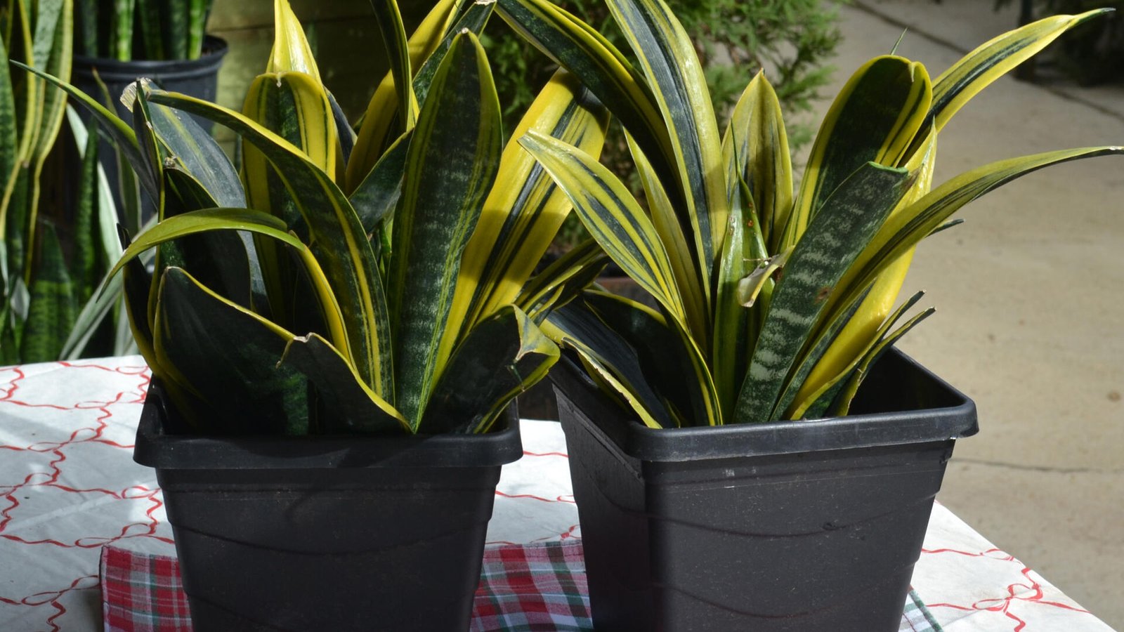 Sansevieria is a stylish house plant for everyone