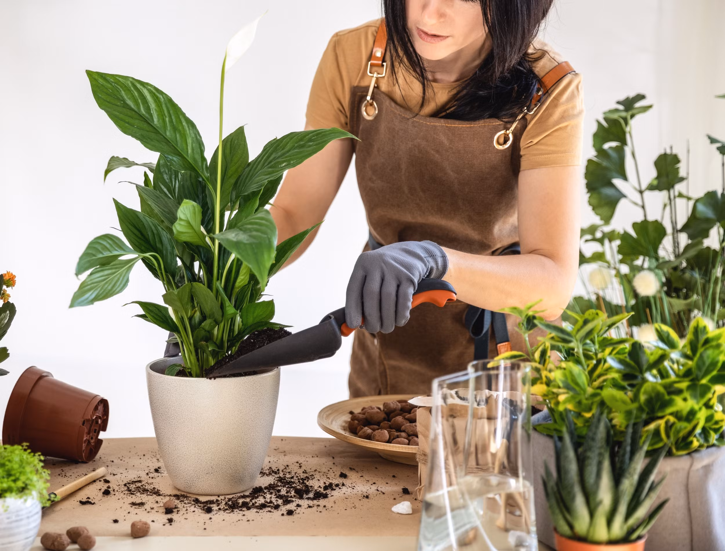 Peace lily outgrowing its pot? Here's when and how to repot it