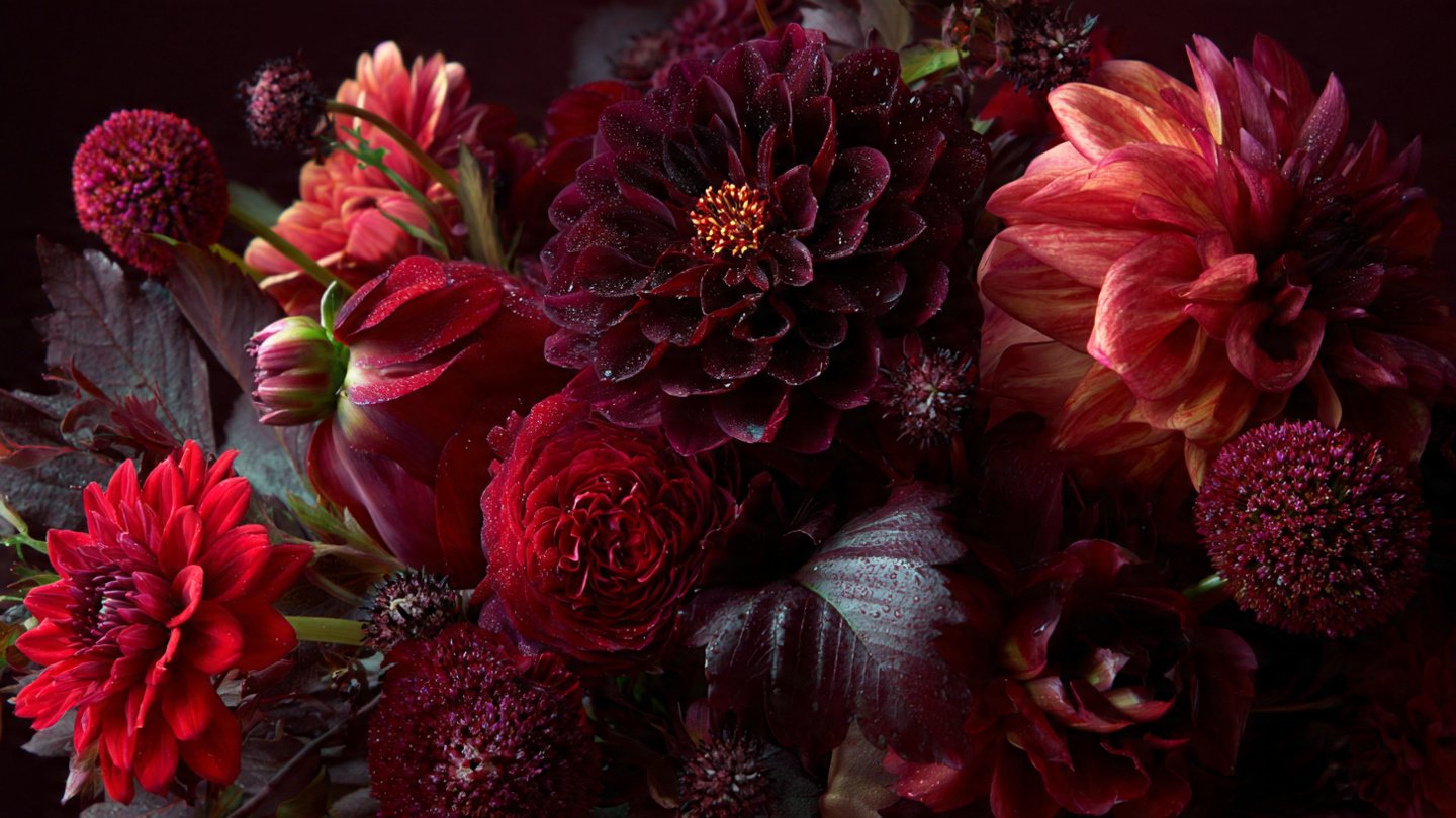 How Can You Achieve Stunning Flowers with Bold Deep Burgundy Foliage?