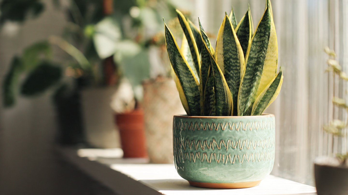 Why Is This One Specific Snake Plant Considered Nearly Indestructible?