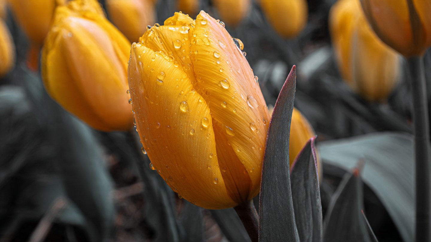 Why Are Your Tulip Leaves Turning Yellow Too Early and How Can You Prevent It?