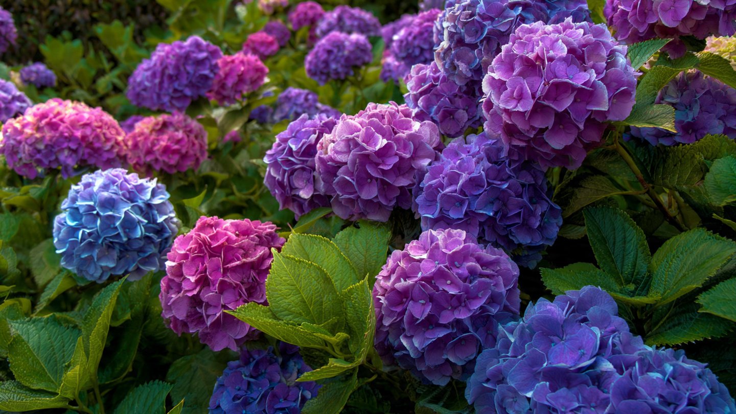 Why Are Your Hydrangeas Getting Smaller Each Year?