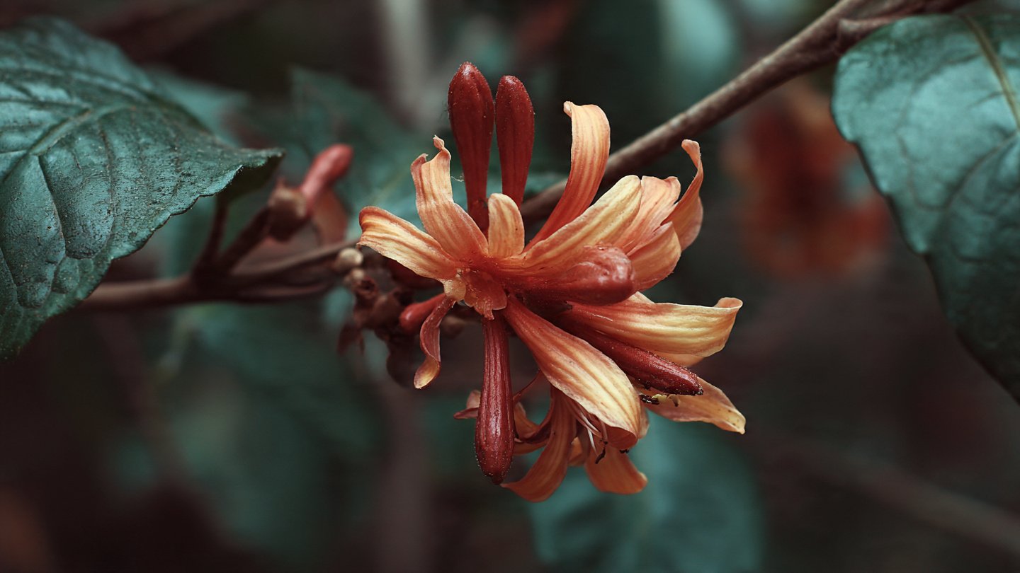 Why Does This Flower Smell Like Chocolate?