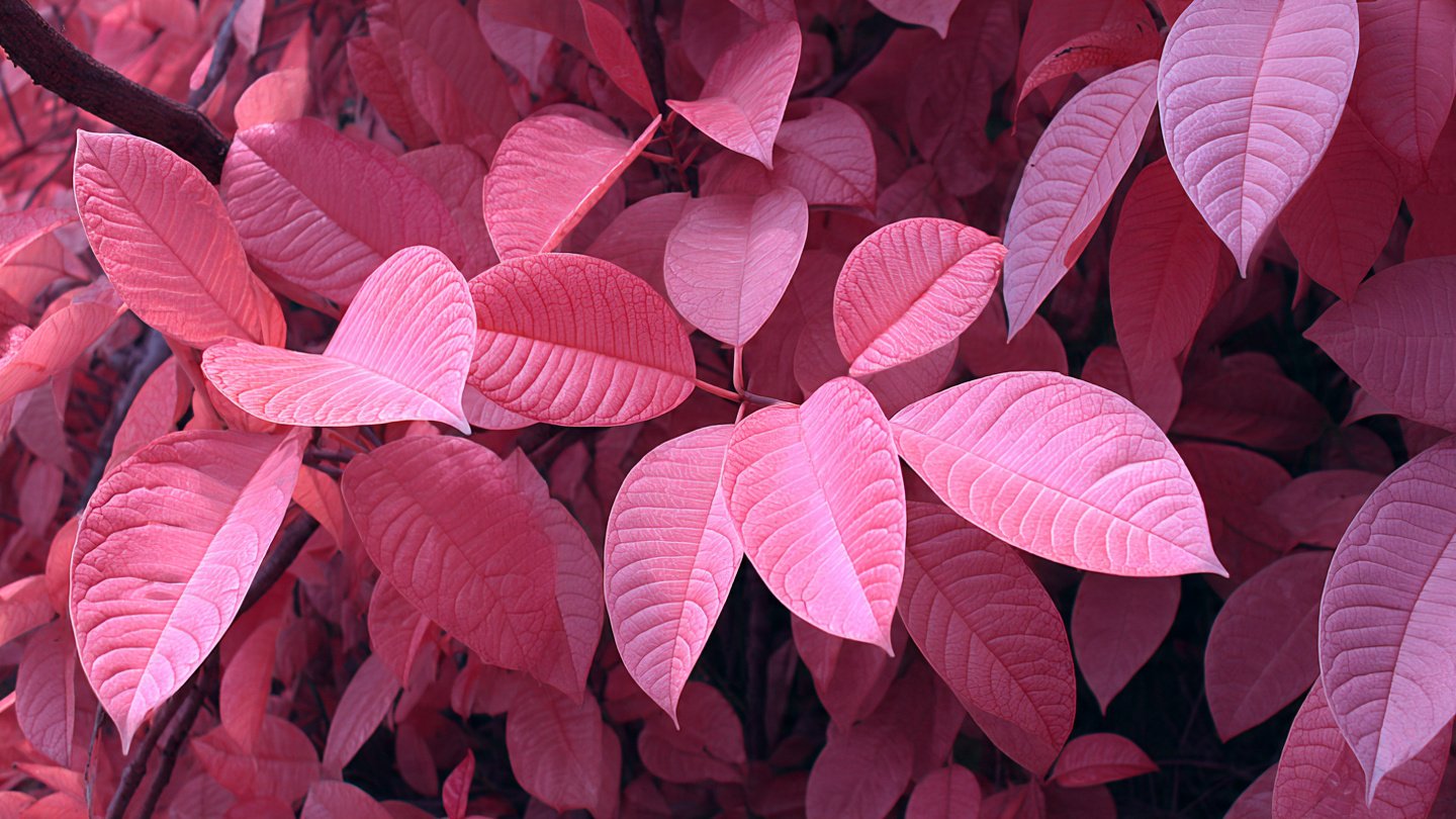 Why Is Pink Foliage Capturing Everyone's Attention on Social Media?