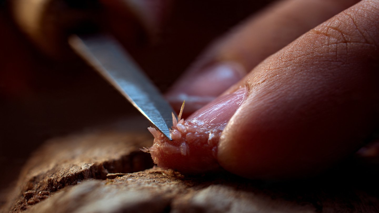 Why Should You Avoid Touching the Callus of a New Cutting